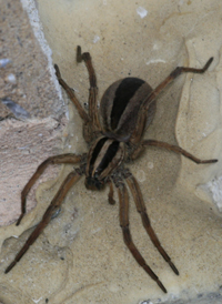 Dotted Wolf Spider